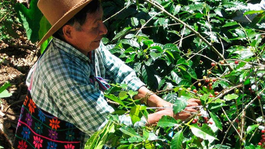 Agricultor trabajando en su cosecha